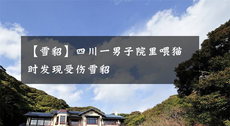 【雪貂】四川一男子院里喂猫时发现受伤雪貂