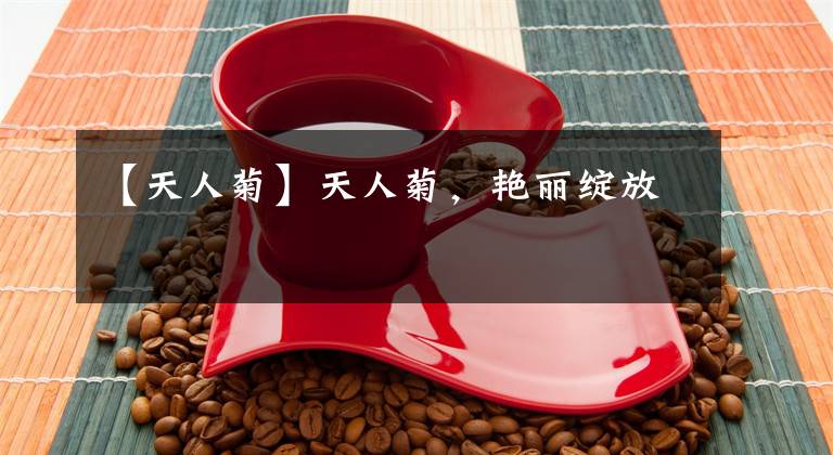 【天人菊】天人菊，艳丽绽放