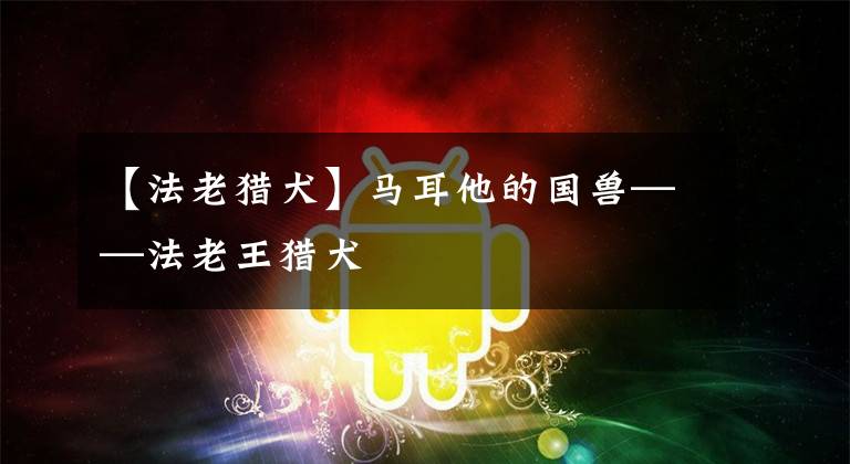 【法老猎犬】马耳他的国兽——法老王猎犬