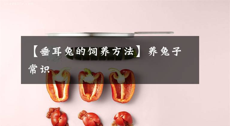 【垂耳兔的饲养方法】养兔子常识