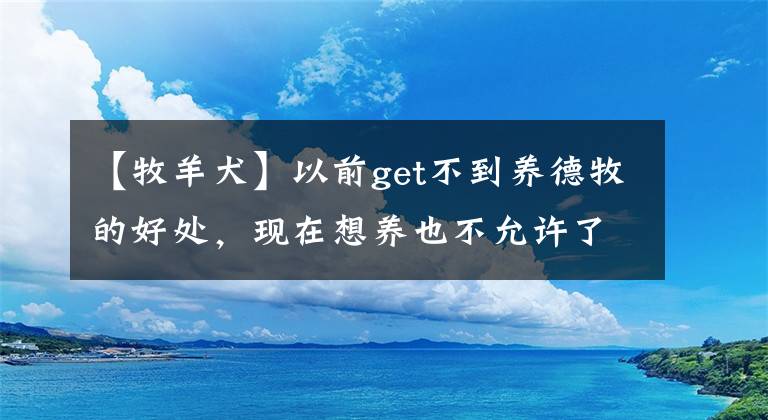 【牧羊犬】以前get不到养德牧的好处，现在想养也不允许了