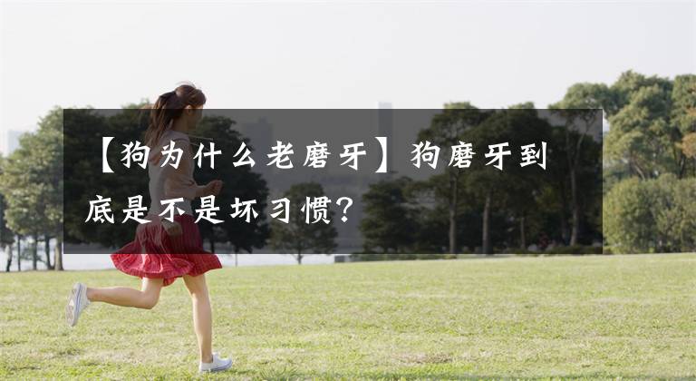 【狗为什么老磨牙】狗磨牙到底是不是坏习惯？