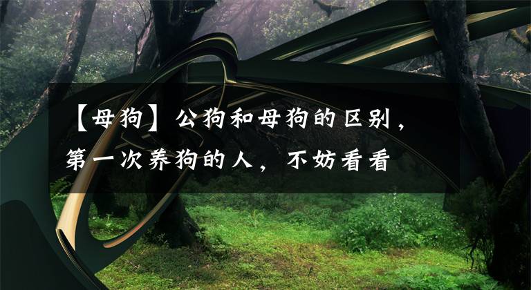 【母狗】公狗和母狗的区别，第一次养狗的人，不妨看看