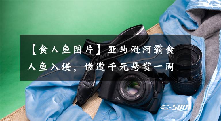 【食人鱼图片】亚马逊河霸食人鱼入侵，惨遭千元悬赏一周被抓光，多年后巢湖再现