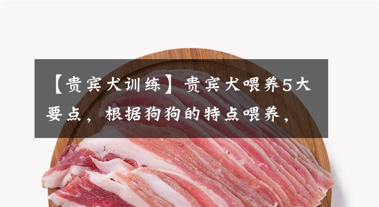 【贵宾犬训练】贵宾犬喂养5大要点，根据狗狗的特点喂养，才能让它们健康成长
