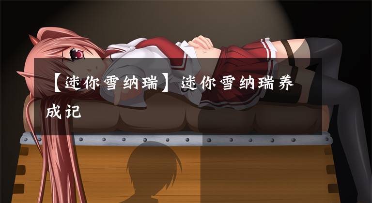 【迷你雪纳瑞】迷你雪纳瑞养成记