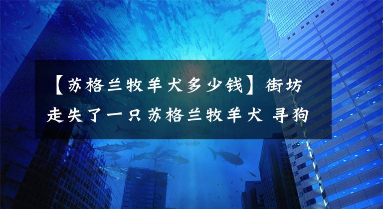 【苏格兰牧羊犬多少钱】街坊走失了一只苏格兰牧羊犬 寻狗酬金1万元 真的有人去找了！