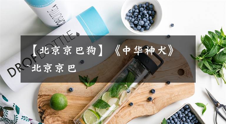 【北京京巴狗】《中华神犬》~北京京巴