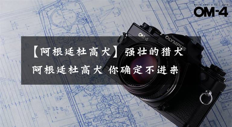 【阿根廷杜高犬】强壮的猎犬 阿根廷杜高犬 你确定不进来看一下、