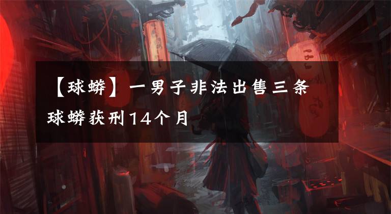 【球蟒】一男子非法出售三条球蟒获刑14个月