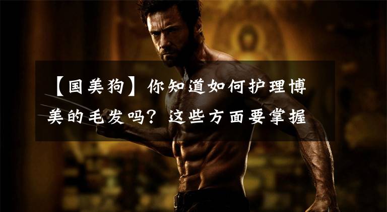 【国美狗】你知道如何护理博美的毛发吗？这些方面要掌握，毛发才会散发魅力