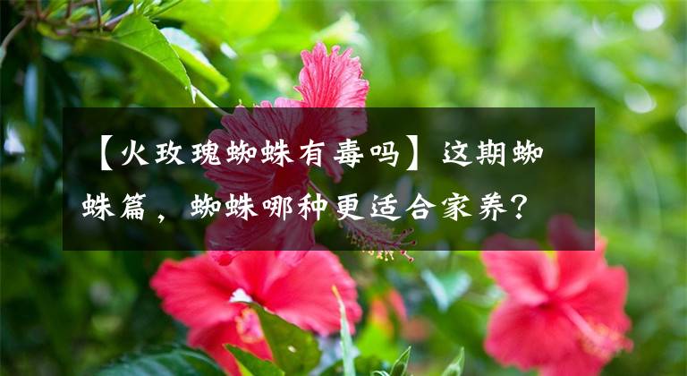 【火玫瑰蜘蛛有毒吗】这期蜘蛛篇，蜘蛛哪种更适合家养？