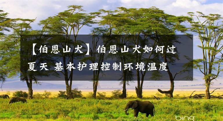 【伯恩山犬】伯恩山犬如何过夏天 基本护理控制环境温度