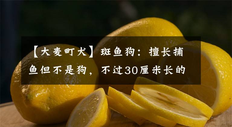 【大麦町犬】斑鱼狗：擅长捕鱼但不是狗，不过30厘米长的鸟，名字来源于宋朝