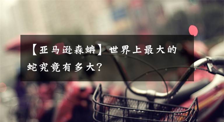 【亚马逊森蚺】世界上最大的蛇究竟有多大？