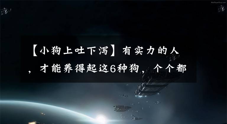 【小狗上吐下泻】有实力的人，才能养得起这6种狗，个个都是“土豪”