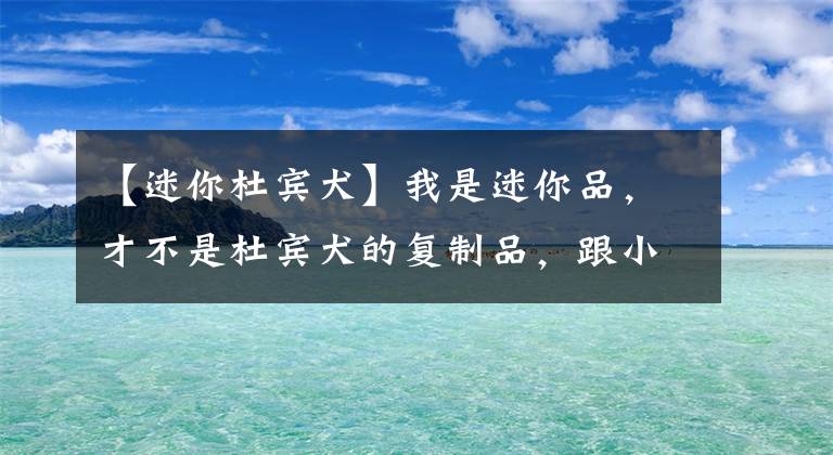 【迷你杜宾犬】我是迷你品，才不是杜宾犬的复制品，跟小鹿犬更没什么关系！
