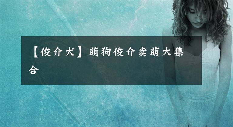 【俊介犬】萌狗俊介卖萌大集合