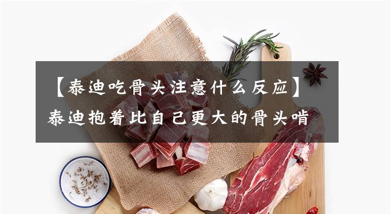 【泰迪吃骨头注意什么反应】泰迪抱着比自己更大的骨头啃。主人：你不累。我看你都累了。