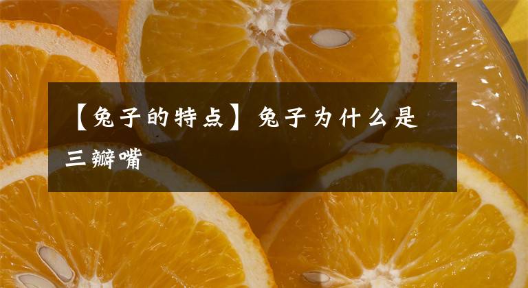 【兔子的特点】兔子为什么是三瓣嘴