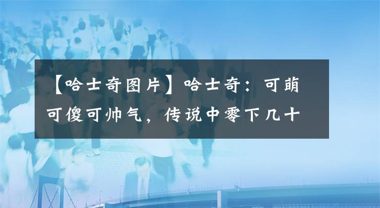 【哈士奇图片】哈士奇：可萌可傻可帅气，传说中零下几十度解锁智商的拆迁队队长