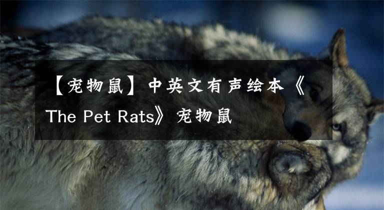 【宠物鼠】中英文有声绘本《The Pet Rats》宠物鼠