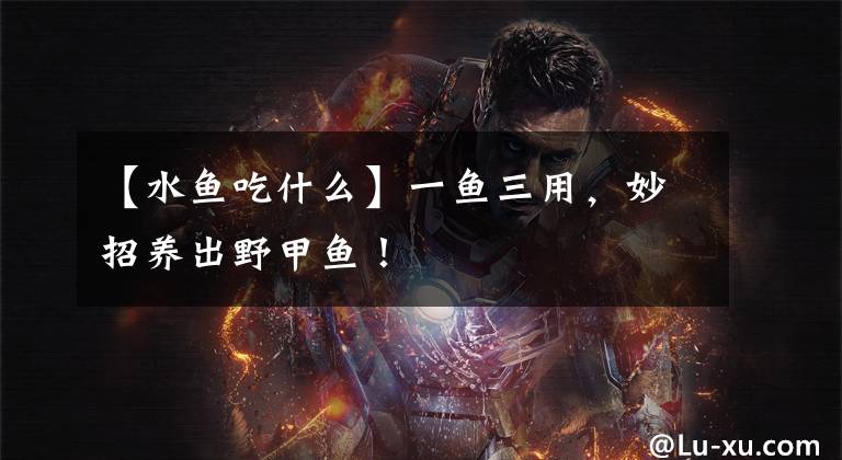 【水鱼吃什么】一鱼三用，妙招养出野甲鱼！