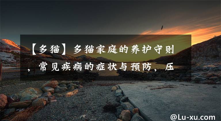 【多猫】多猫家庭的养护守则，常见疾病的症状与预防，压力可能是隐形病因