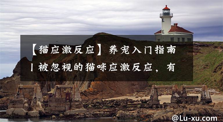 【猫应激反应】养宠入门指南丨被忽视的猫咪应激反应，有可能会害死猫