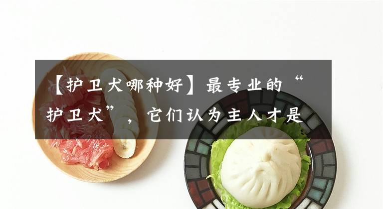 【护卫犬哪种好】最专业的“护卫犬”，它们认为主人才是最重要的，你最想养哪只？