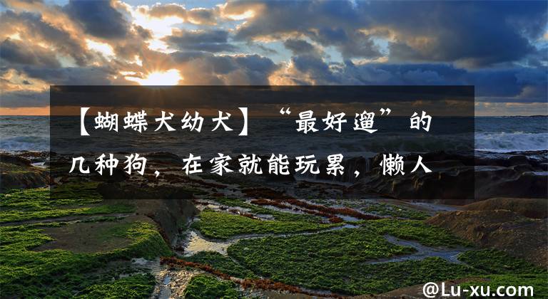 【蝴蝶犬幼犬】“最好遛”的几种狗，在家就能玩累，懒人养狗就选它