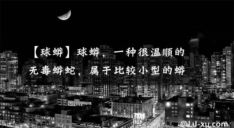 【球蟒】球蟒，一种很温顺的无毒蟒蛇，属于比较小型的蟒蛇！