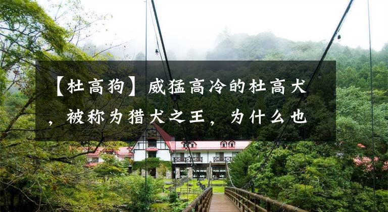 【杜高狗】威猛高冷的杜高犬，被称为猎犬之王，为什么也是优秀的护卫犬？