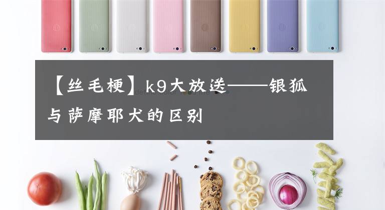 【丝毛梗】k9大放送——银狐与萨摩耶犬的区别
