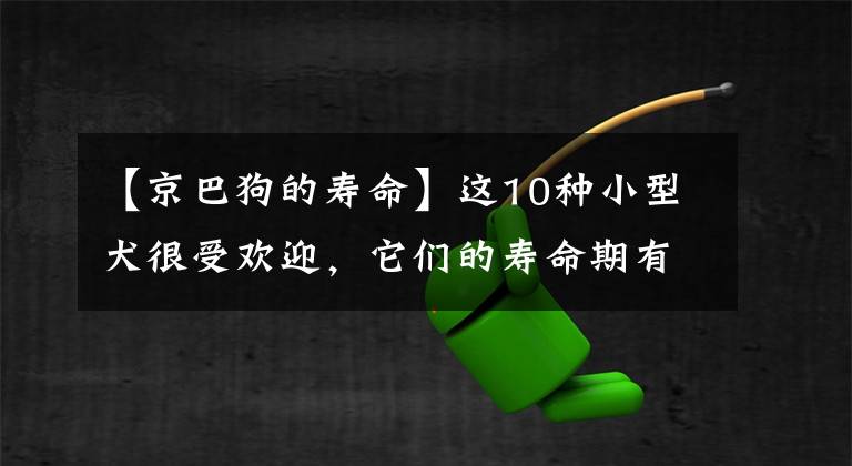 【京巴狗的寿命】这10种小型犬很受欢迎，它们的寿命期有多长，你都知道吗？