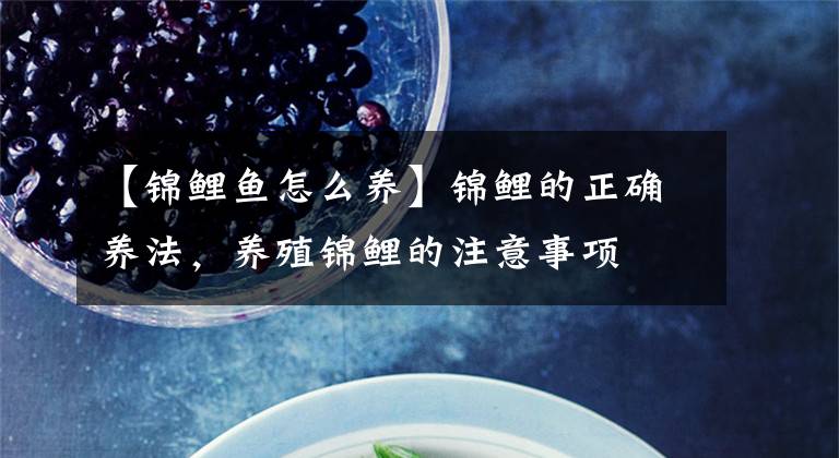 【锦鲤鱼怎么养】锦鲤的正确养法，养殖锦鲤的注意事项