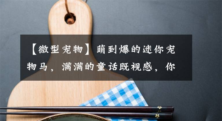【微型宠物】萌到爆的迷你宠物马，满满的童话既视感，你都见过吗？