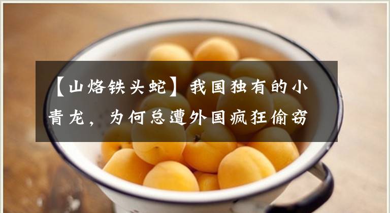【山烙铁头蛇】我国独有的小青龙，为何总遭外国疯狂偷窃，凭什么一条价值百万？