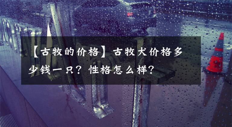 【古牧的价格】古牧犬价格多少钱一只？性格怎么样？