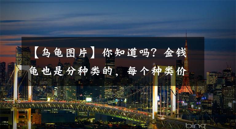 【乌龟图片】你知道吗？金钱龟也是分种类的，每个种类价格都不一样