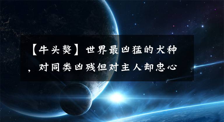【牛头獒】世界最凶猛的犬种，对同类凶残但对主人却忠心顺从的土佐犬