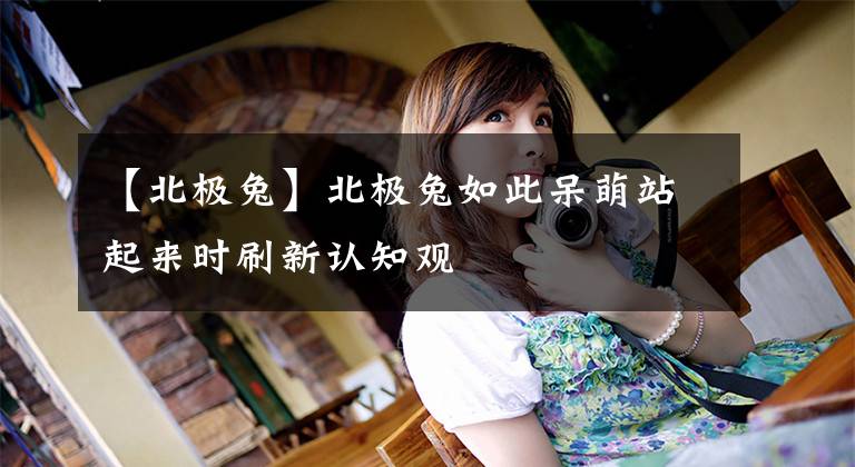 【北极兔】北极兔如此呆萌站起来时刷新认知观