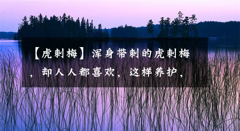 【虎刺梅】浑身带刺的虎刺梅，却人人都喜欢，这样养护，枝繁叶茂天天开爆盆