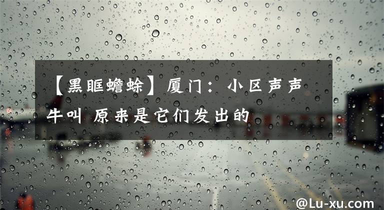 【黑眶蟾蜍】厦门：小区声声牛叫 原来是它们发出的