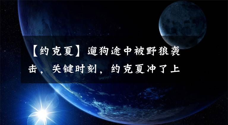 【约克夏】遛狗途中被野狼袭击，关键时刻，约克夏冲了上去…