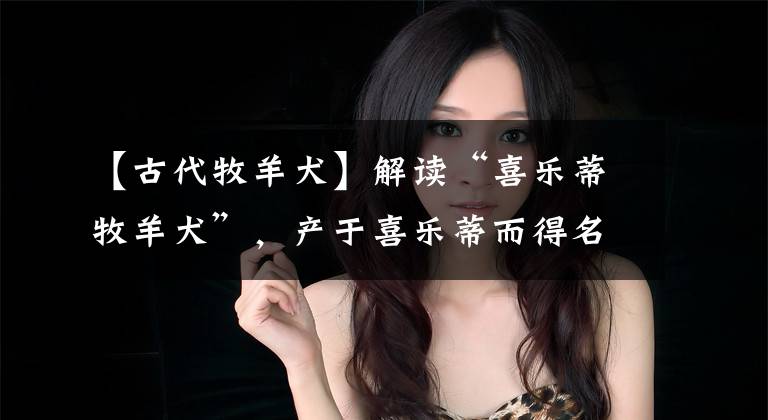 【古代牧羊犬】解读“喜乐蒂牧羊犬”，产于喜乐蒂而得名，一只犬可看护整个羊群