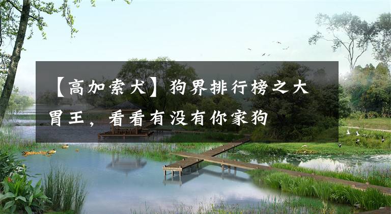 【高加索犬】狗界排行榜之大胃王，看看有没有你家狗