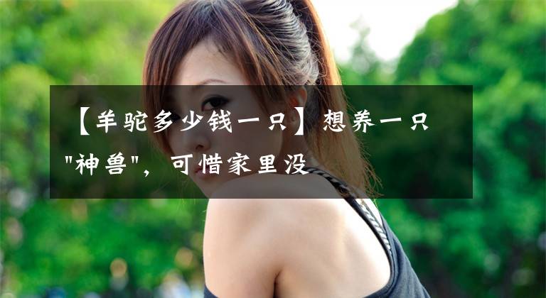 【羊驼多少钱一只】想养一只"神兽"，可惜家里没有草原