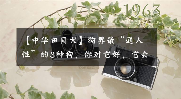 【中华田园犬】狗界最“通人性”的3种狗，你对它好，它会守护你一辈子