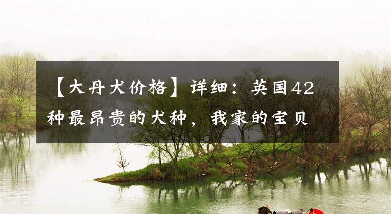 【大丹犬价格】详细：英国42种最昂贵的犬种，我家的宝贝身价几何？